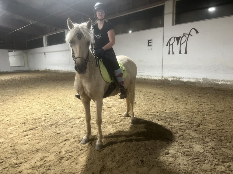 Islandpferd Stute 6 Jahre Palomino in Feldkirchen an der Donau