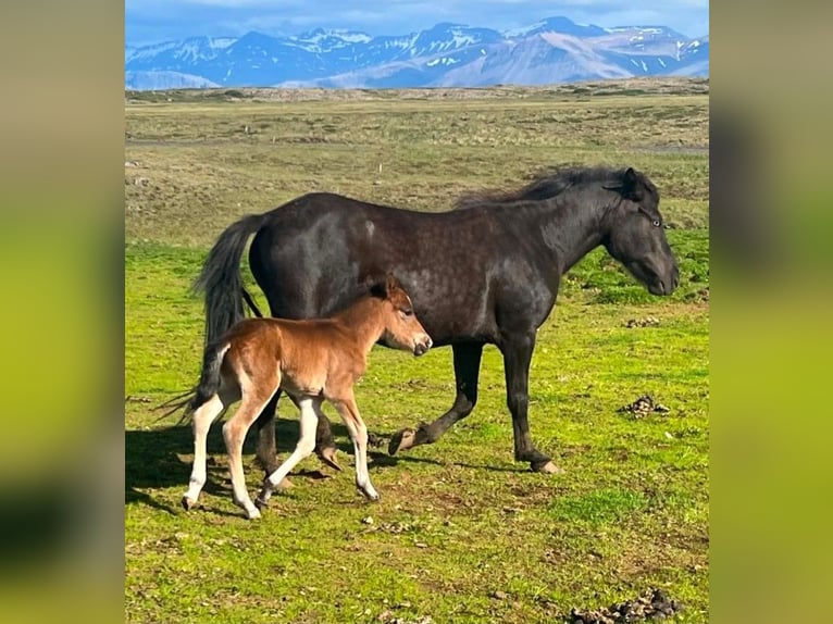 Islandpferd Stute 6 Jahre Rappe in Borganes