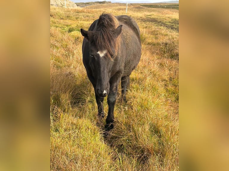 Islandpferd Stute 6 Jahre Rappe in Borgarnesi