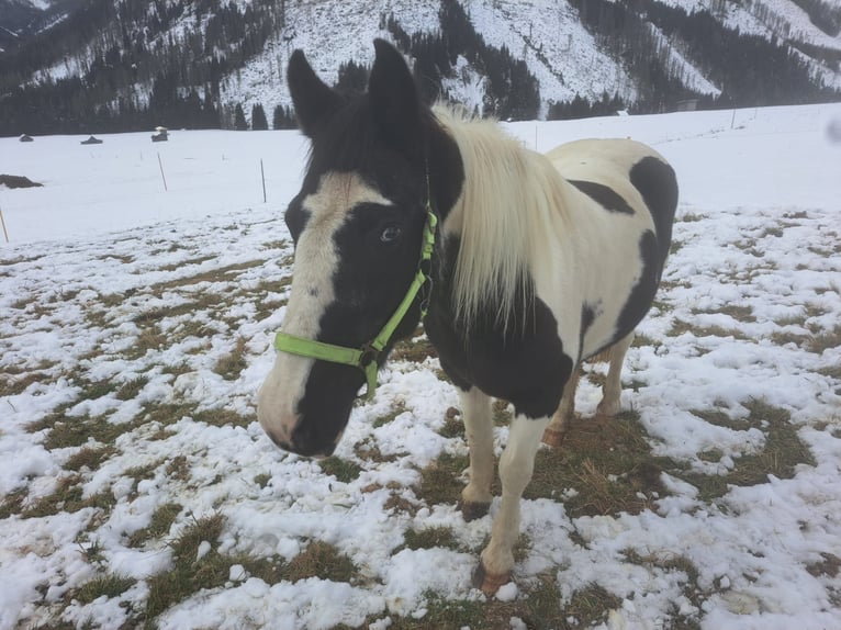 Islandpferd Stute 6 Jahre  in Obertilliach
