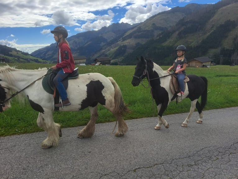 Islandpferd Stute 6 Jahre  in Obertilliach