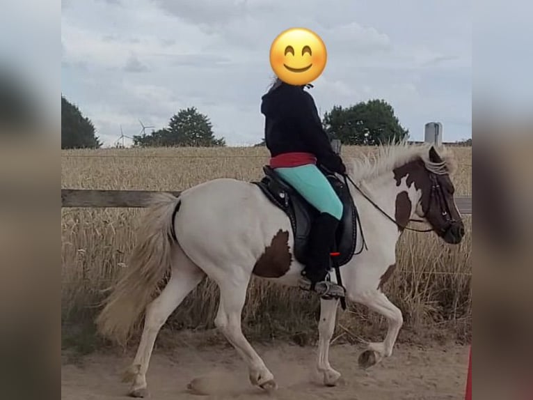 Islandpferd Stute 7 Jahre 125 cm Schecke in WolpertshausenWolpertshausen