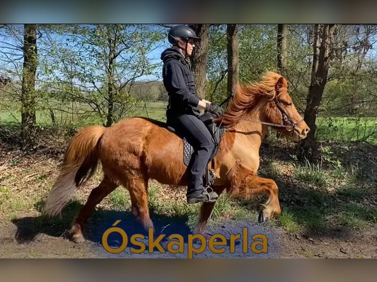 Islandpferd Stute 7 Jahre 132 cm Fuchs in Schneverdingen