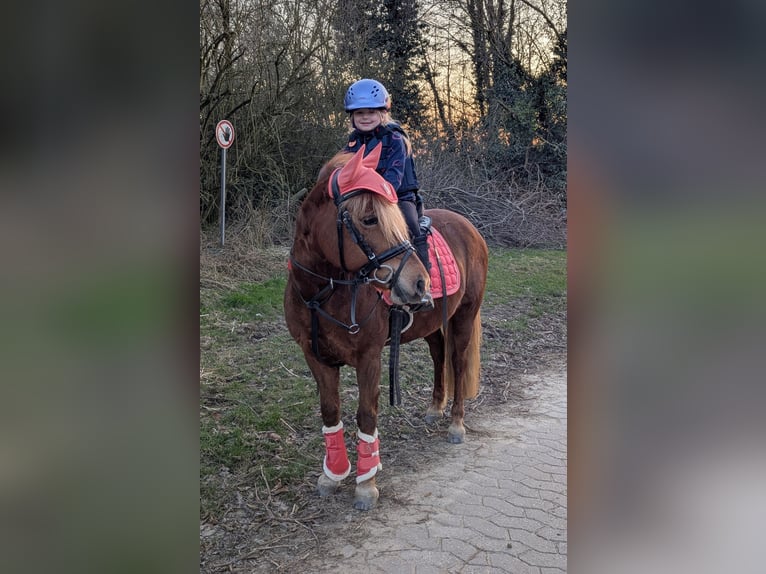 Islandpferd Mix Stute 7 Jahre 133 cm Fuchs in Titz