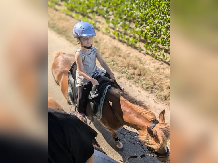 Islandpferd Mix Stute 7 Jahre 133 cm Fuchs in Titz