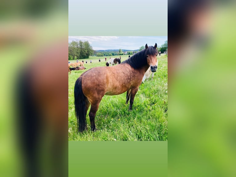Islandpferd Mix Stute 7 Jahre 134 cm Falbe in Taunusstein