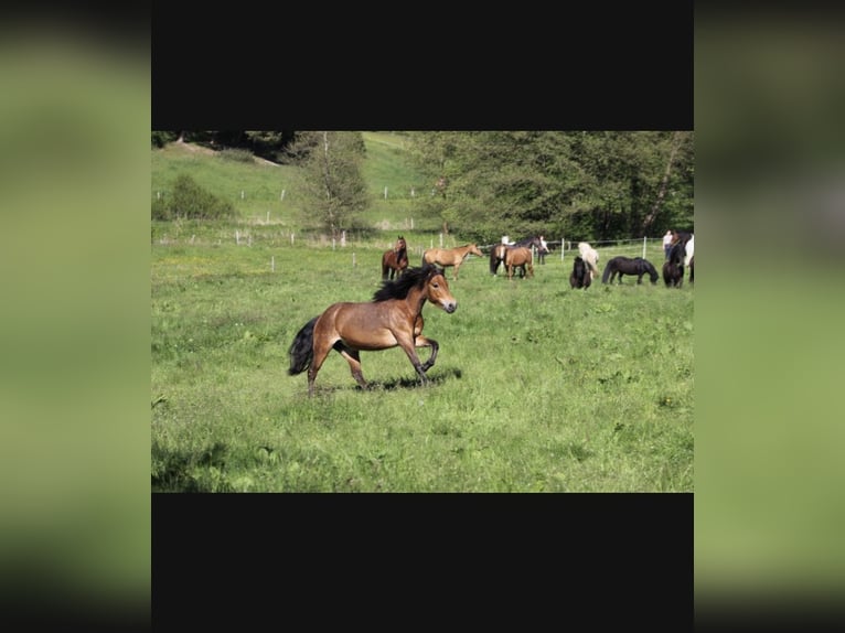 Islandpferd Mix Stute 7 Jahre 134 cm Falbe in Taunusstein