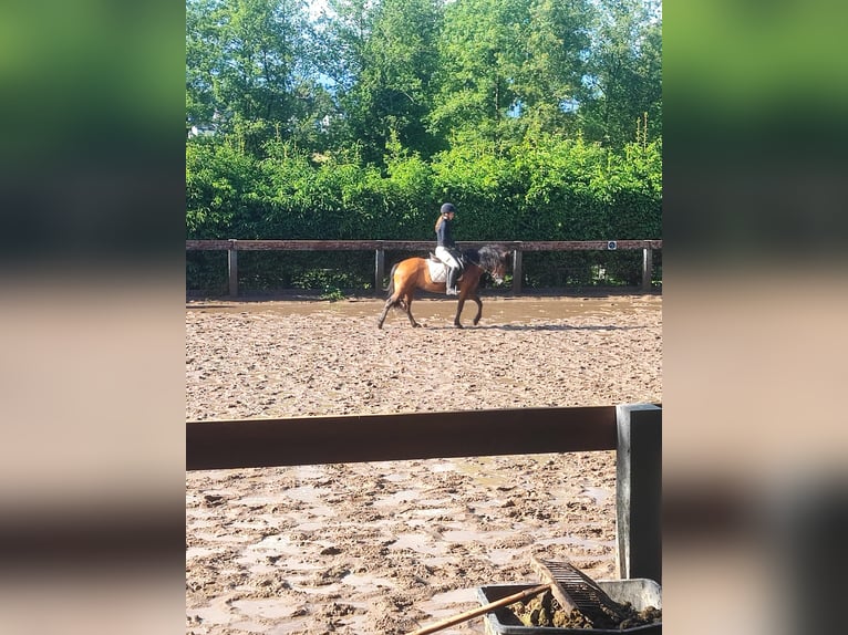 Islandpferd Mix Stute 7 Jahre 134 cm Falbe in Taunusstein