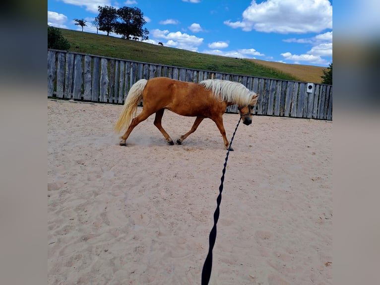 Islandpferd Stute 7 Jahre 134 cm Palomino in Bretzfeld