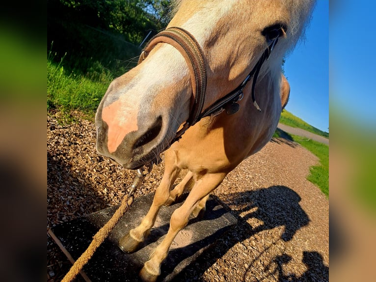 Islandpferd Stute 7 Jahre 134 cm Palomino in Bretzfeld