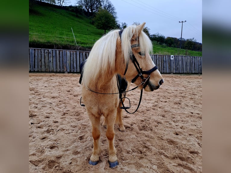 Islandpferd Stute 7 Jahre 134 cm Palomino in Bretzfeld