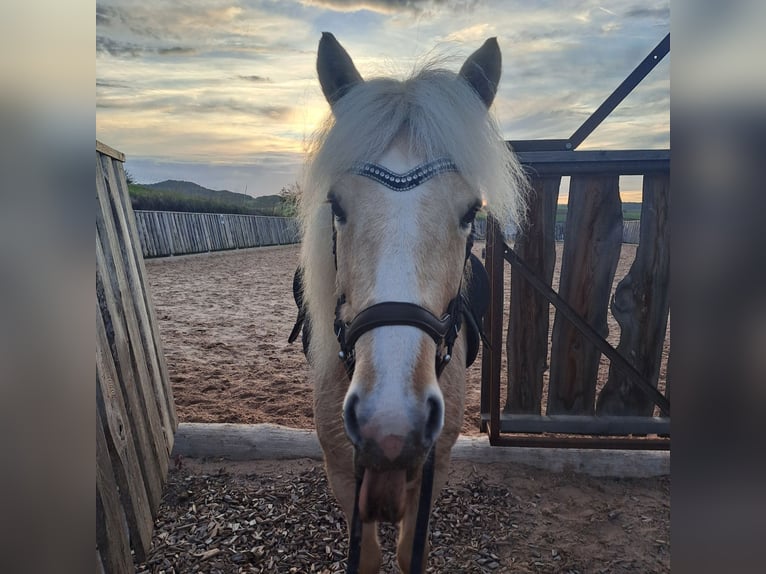 Islandpferd Stute 7 Jahre 134 cm Palomino in Bretzfeld