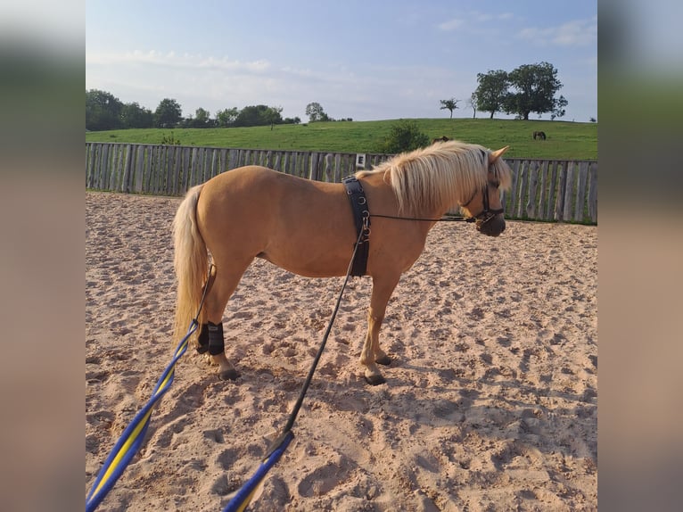 Islandpferd Stute 7 Jahre 134 cm Palomino in Bretzfeld