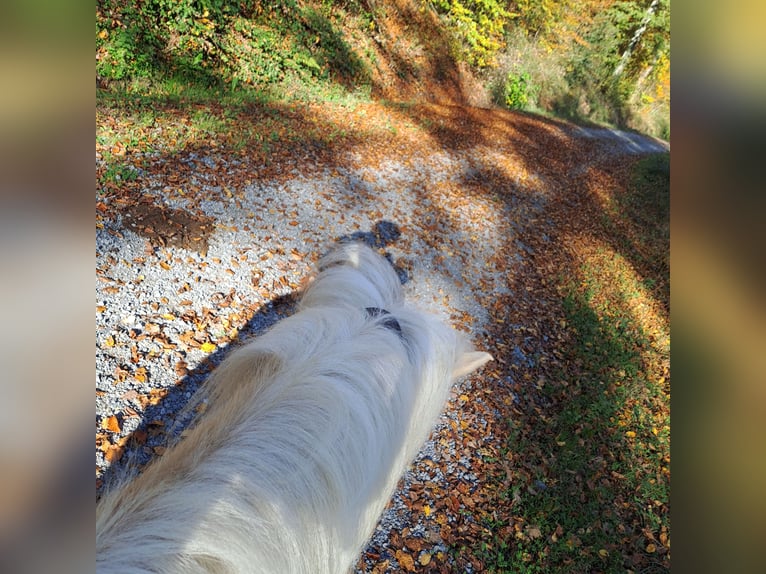 Islandpferd Stute 7 Jahre 134 cm Palomino in Bretzfeld