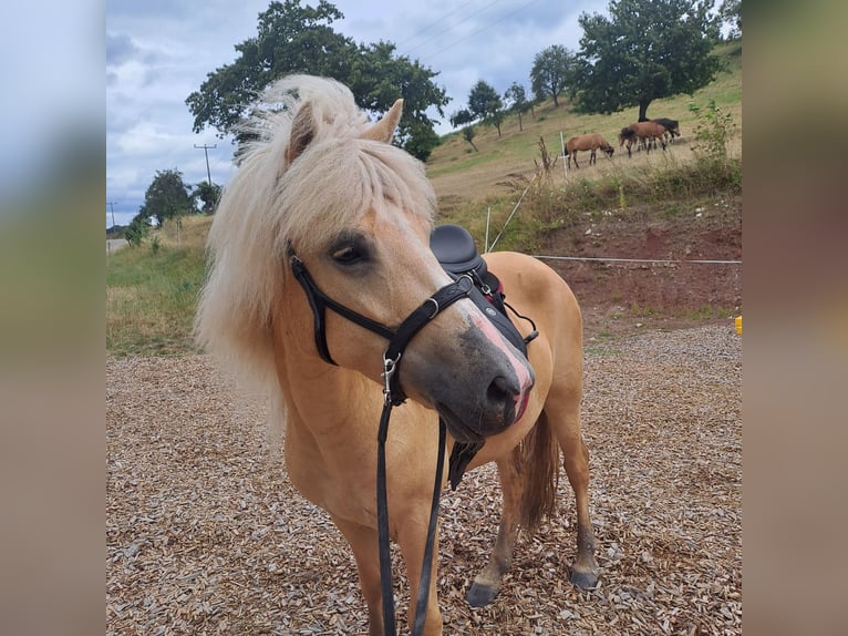 Islandpferd Stute 7 Jahre 134 cm Palomino in Bretzfeld