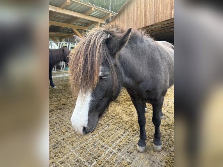 Islandpferd Stute 7 Jahre 135 cm  in St. Kanzian am Klopeiner See