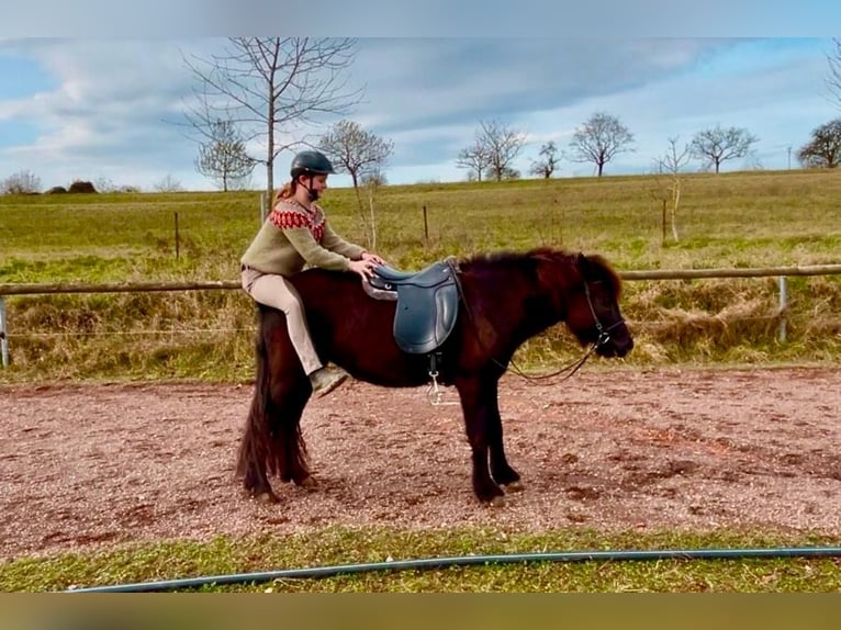 Islandpferd Stute 7 Jahre 135 cm Rappe in Blieskastel