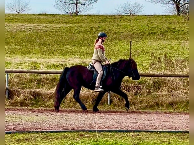 Islandpferd Stute 7 Jahre 135 cm Rappe in Blieskastel