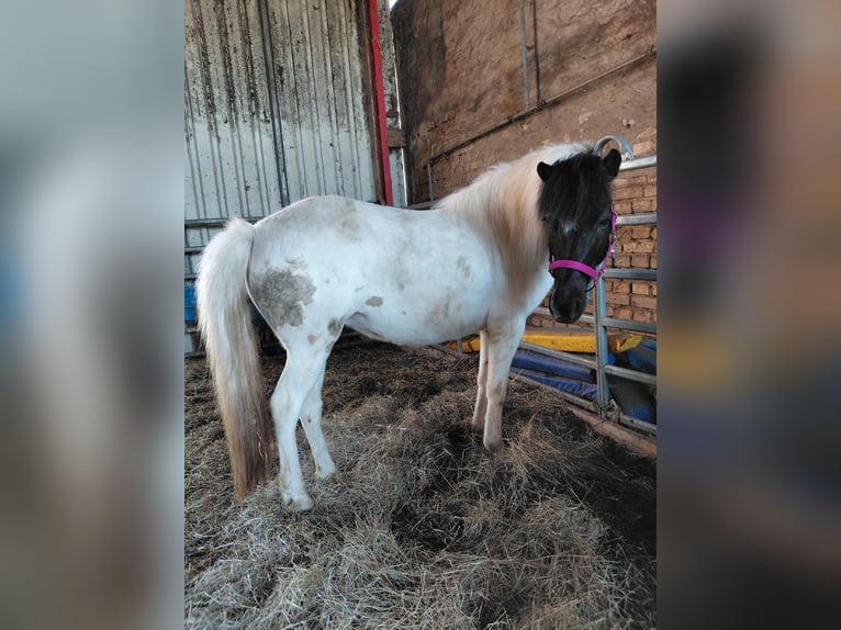Islandpferd Stute 7 Jahre 135 cm Schecke in Kandel