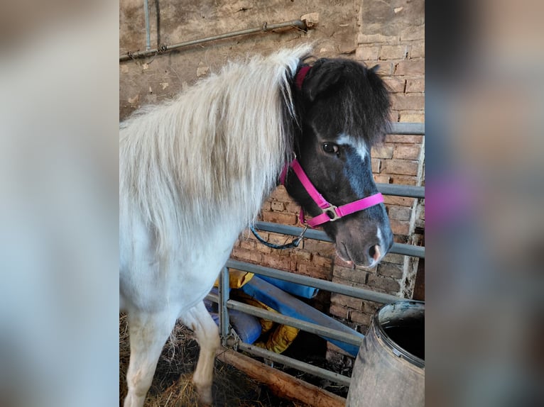 Islandpferd Stute 7 Jahre 135 cm Schecke in Kandel