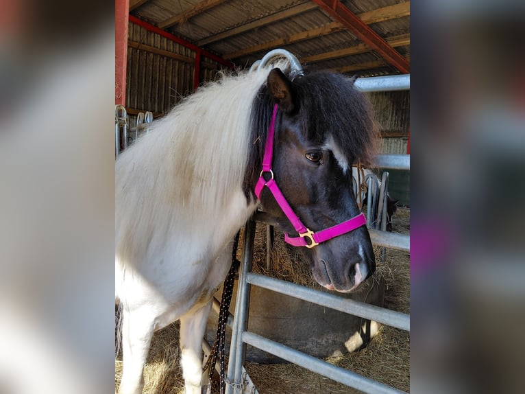 Islandpferd Stute 7 Jahre 135 cm Schecke in Kandel