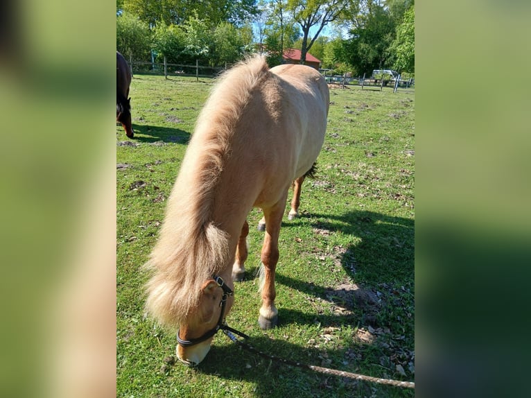 Islandpferd Stute 7 Jahre 136 cm Falbe in Hemmoor
