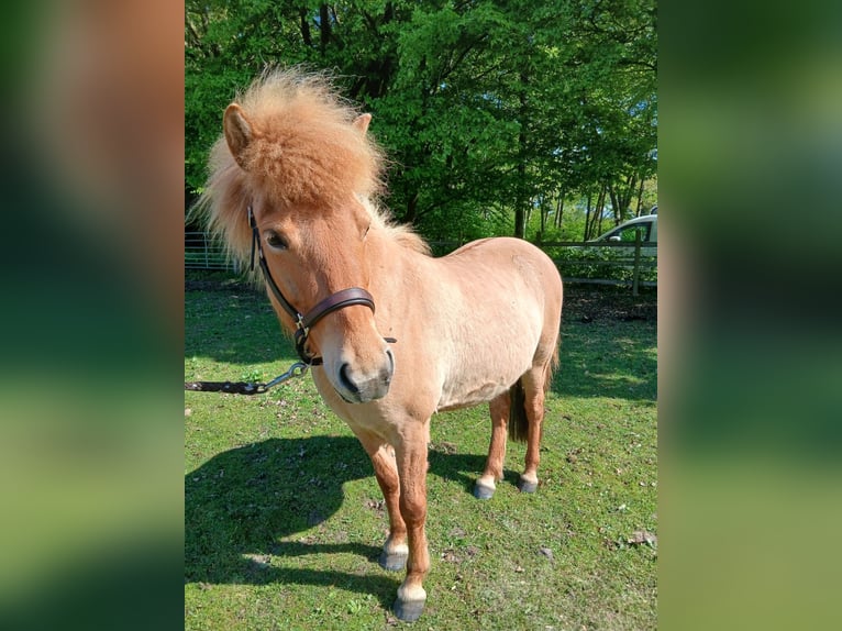 Islandpferd Stute 7 Jahre 136 cm Falbe in Hemmoor