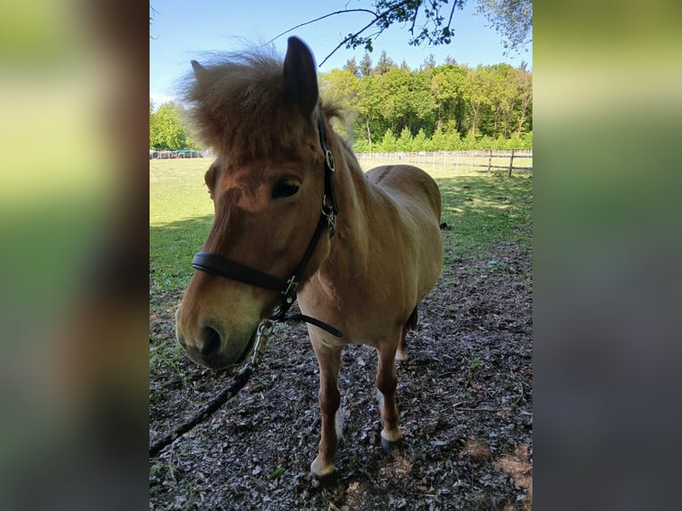 Islandpferd Stute 7 Jahre 136 cm Falbe in Hemmoor
