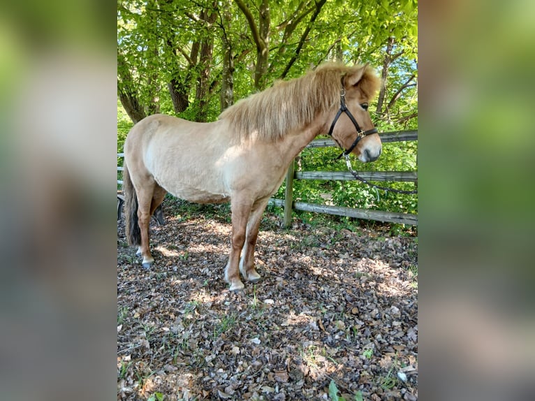 Islandpferd Stute 7 Jahre 136 cm Falbe in Hemmoor