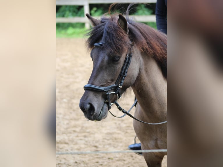 Islandpferd Stute 7 Jahre 136 cm in Waldbr&#xF6;l