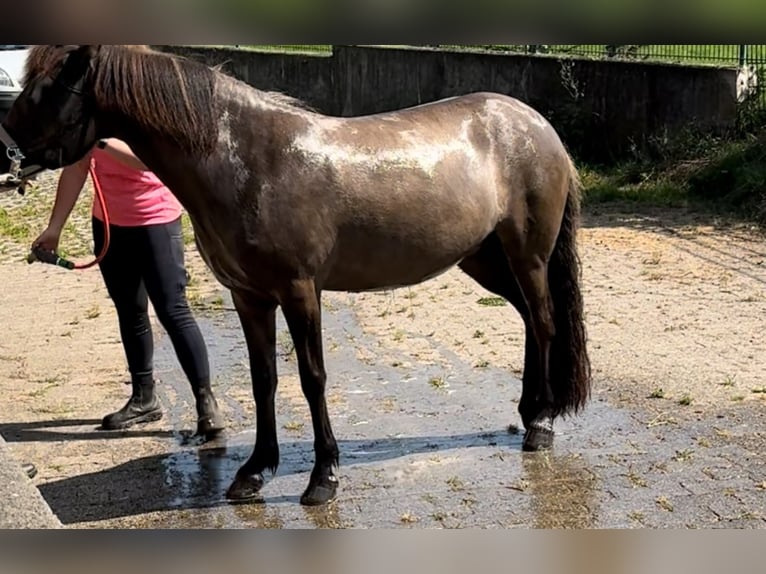Islandpferd Stute 7 Jahre 136 cm in Waldbr&#xF6;l