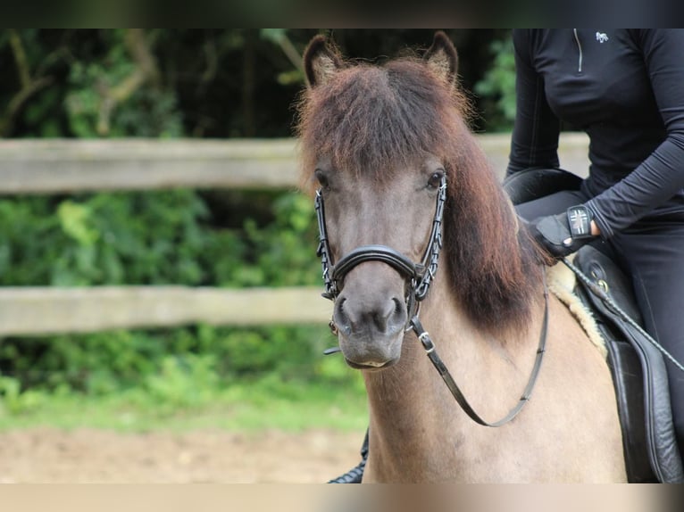 Islandpferd Stute 7 Jahre 136 cm in Waldbr&#xF6;l