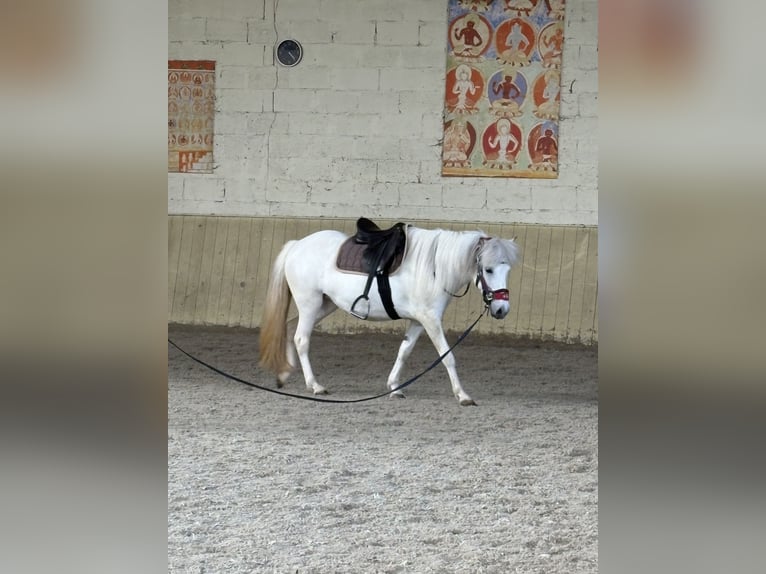 Islandpferd Stute 7 Jahre 136 cm  in Seesbach