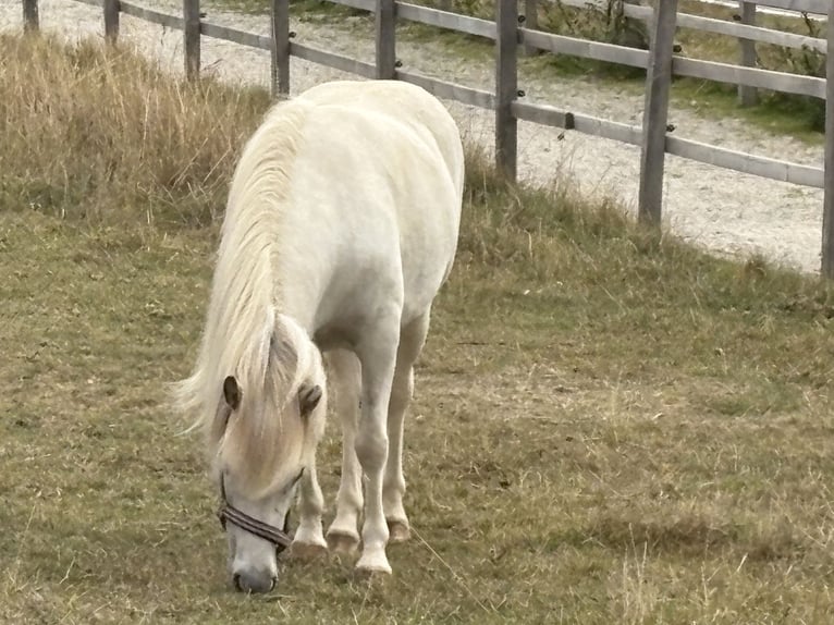 Islandpferd Stute 7 Jahre 136 cm  in Seesbach