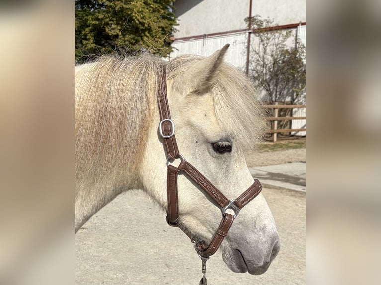 Islandpferd Stute 7 Jahre 136 cm  in Seesbach