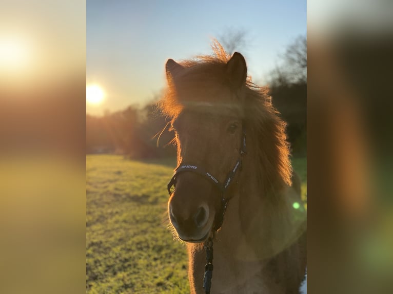 Islandpferd Stute 7 Jahre 136 cm Fuchs in Saarbrücken