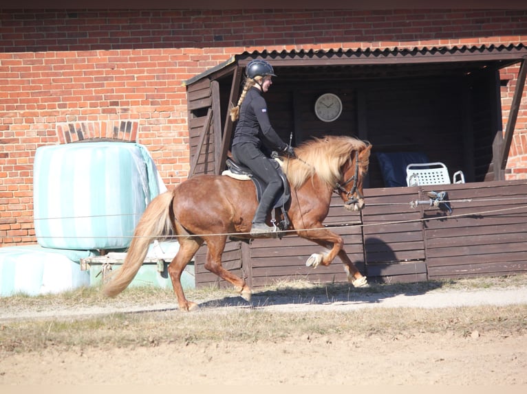 Islandpferd Stute 7 Jahre 136 cm Fuchs in Kalletal