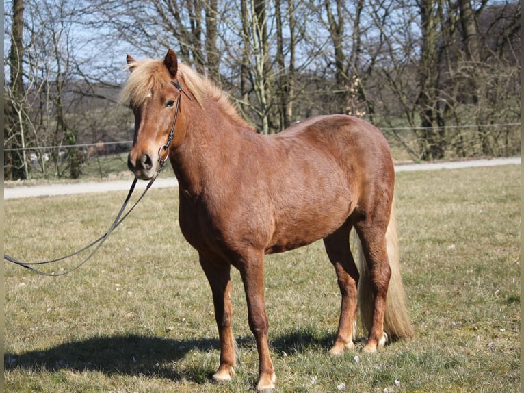 Islandpferd Stute 7 Jahre 136 cm Fuchs in Kalletal
