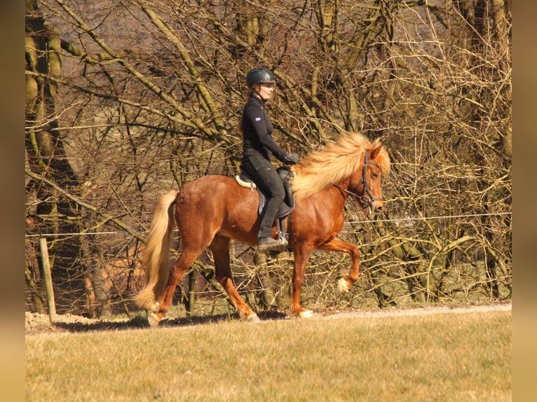 Islandpferd Stute 7 Jahre 136 cm Fuchs in Kalletal