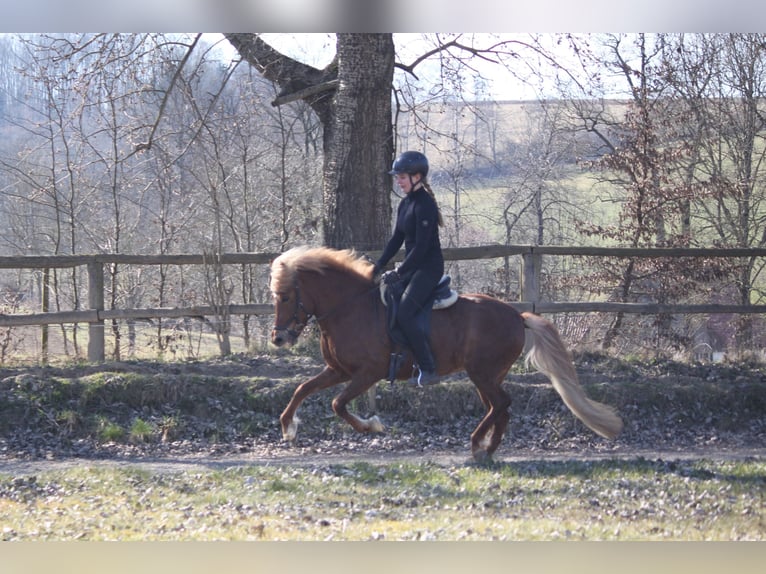 Islandpferd Stute 7 Jahre 136 cm Fuchs in Kalletal