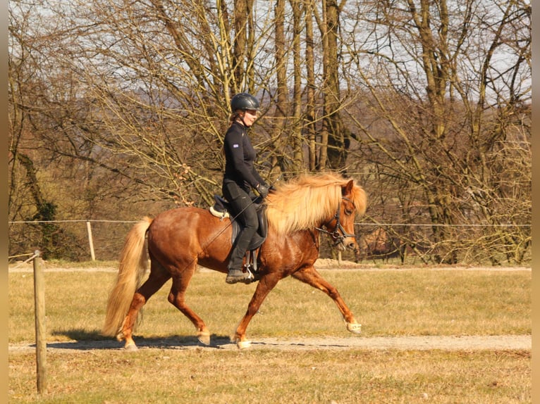 Islandpferd Stute 7 Jahre 136 cm Fuchs in Kalletal