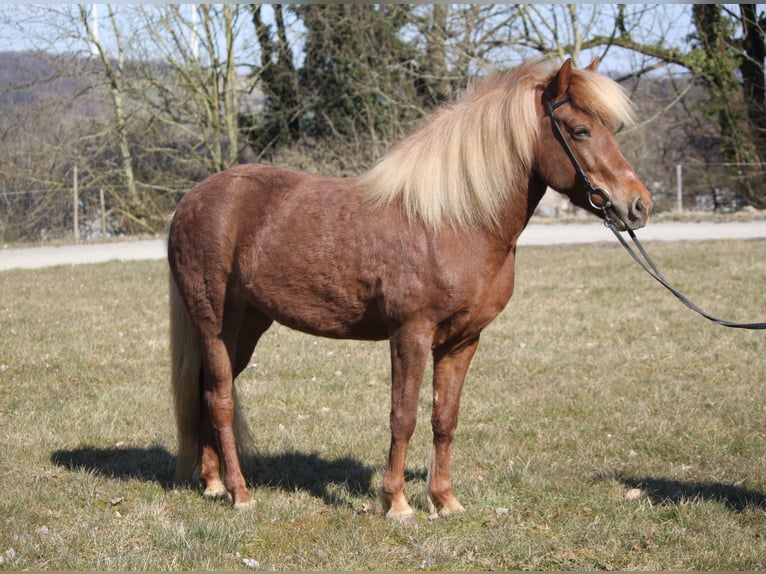 Islandpferd Stute 7 Jahre 136 cm Fuchs in Kalletal
