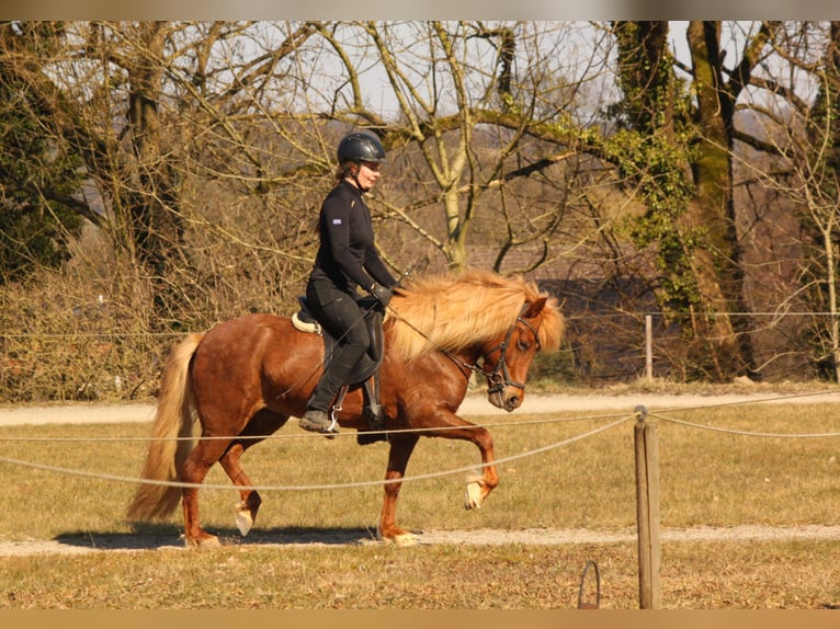 Islandpferd Stute 7 Jahre 136 cm Fuchs in Kalletal