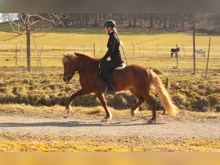 Islandpferd Stute 7 Jahre 136 cm Fuchs in Kalletal