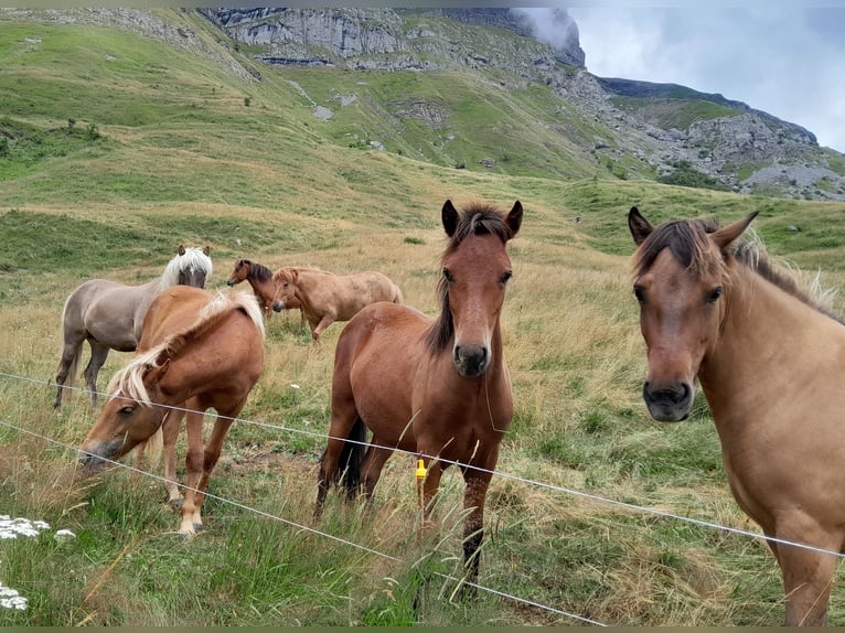 Islandpferd Stute 7 Jahre 137 cm Falbe in sciez
