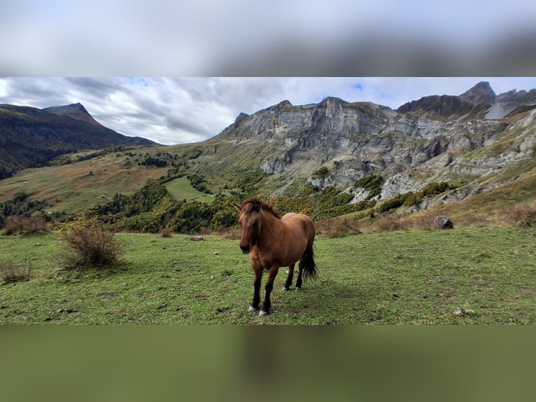 Islandpferd Stute 7 Jahre 137 cm Falbe in sciez