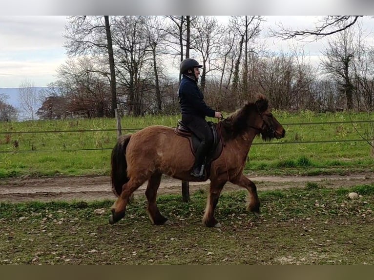 Islandpferd Stute 7 Jahre 137 cm Falbe in sciez