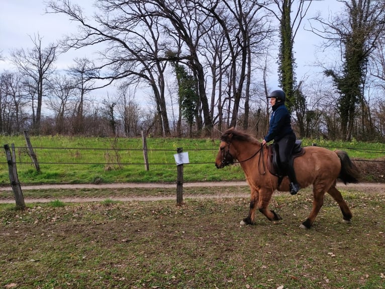 Islandpferd Stute 7 Jahre 137 cm Falbe in sciez