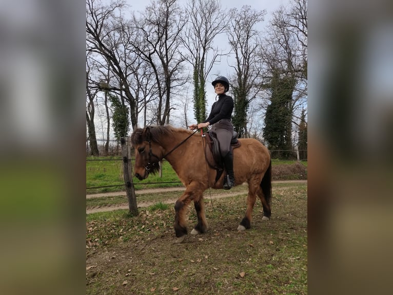 Islandpferd Stute 7 Jahre 137 cm Falbe in sciez