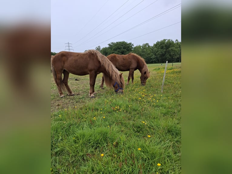Islandpferd Stute 7 Jahre 137 cm Fuchs in Putten
